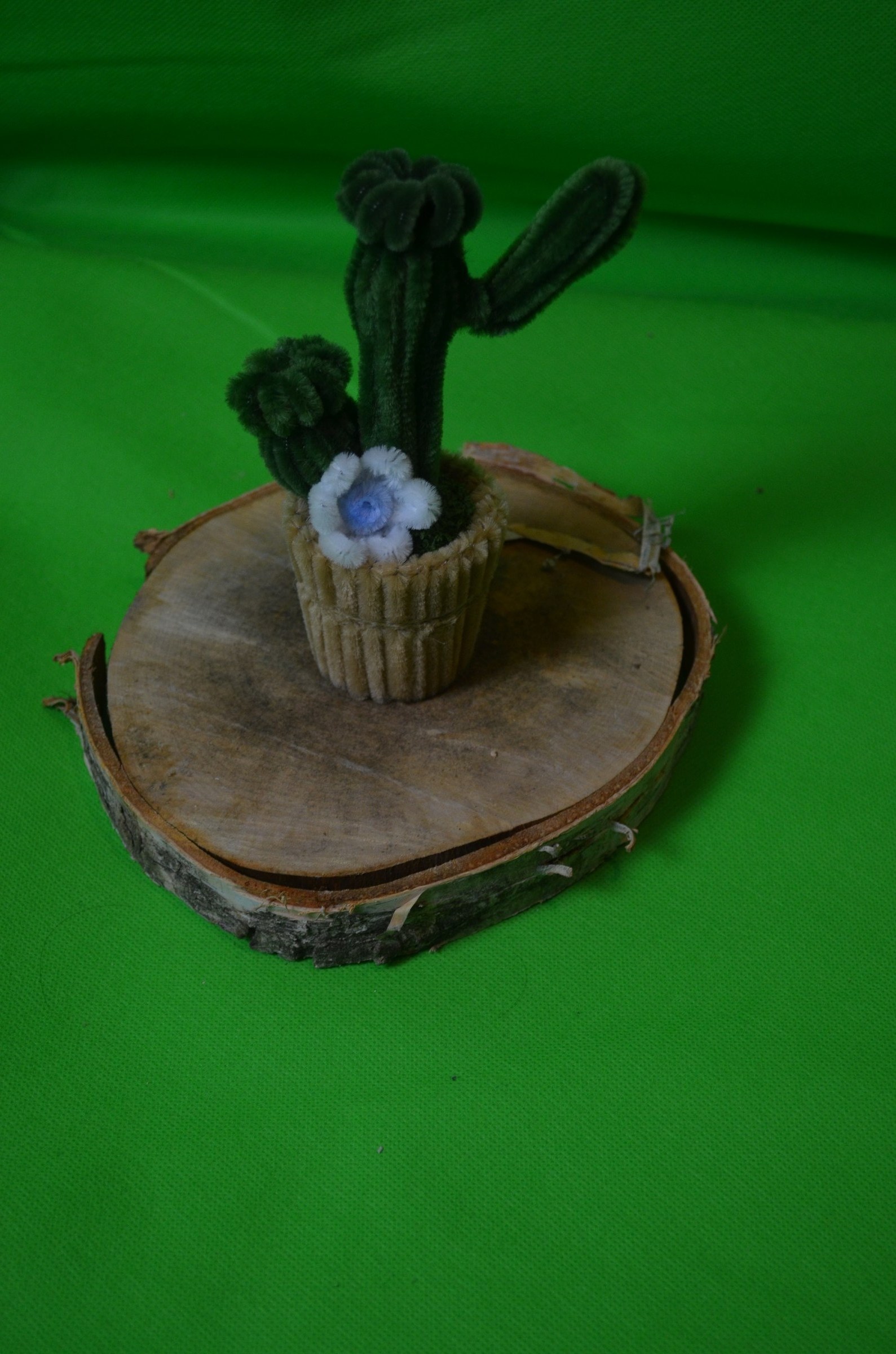 Kaktus mit blauer Blüte 