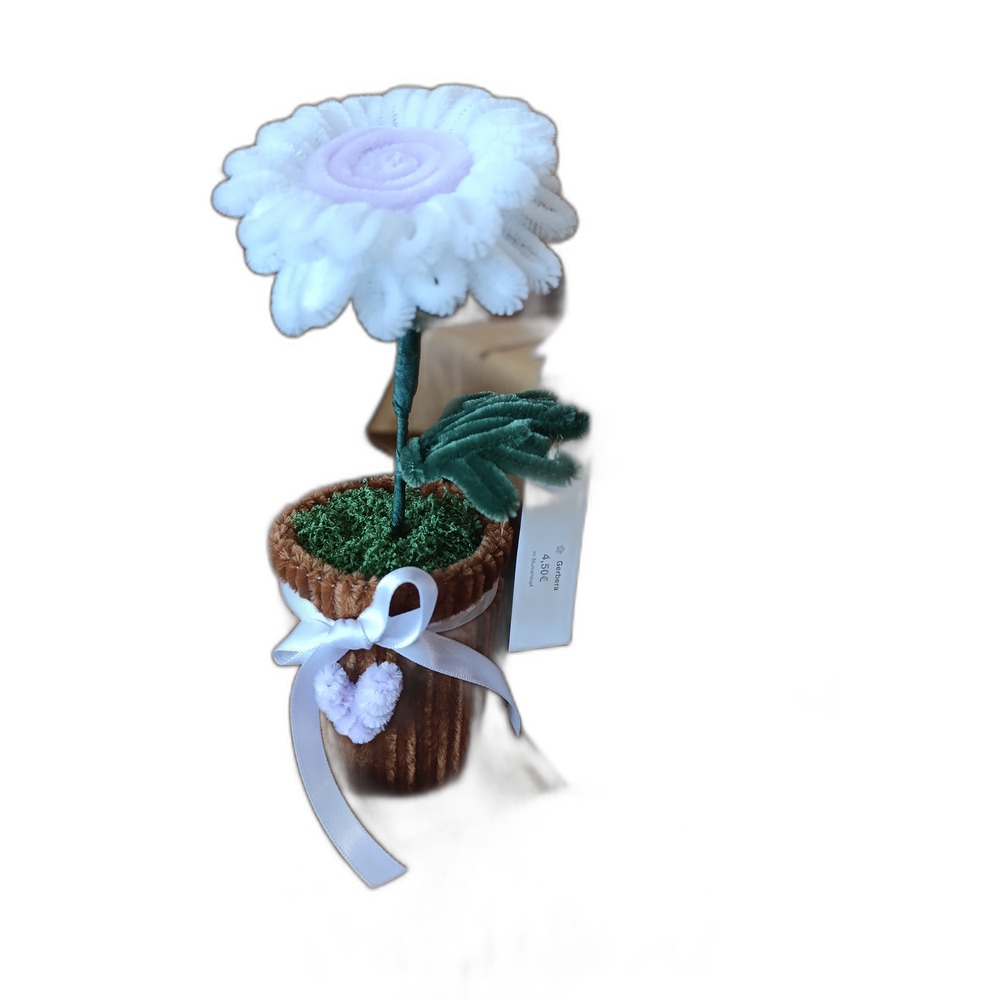 Weiße Gerbera im Blumentopf