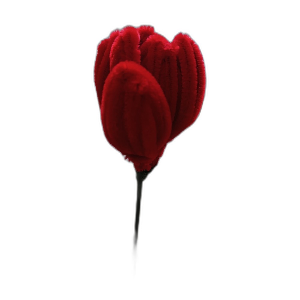 Rote Tulpe – Einzelblüte